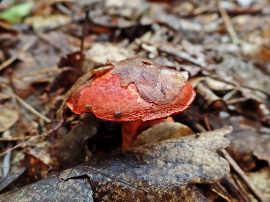 Млечник камфорный Lactarius camphoratus