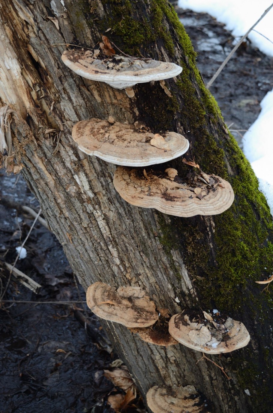 Ganoderma applanatum