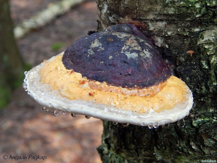 Окаймленный трутовик гниль