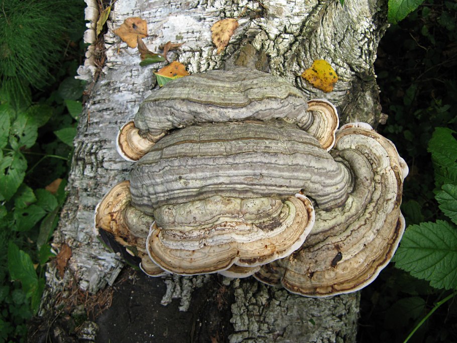 Трутовик настоящий fomes fomentarius