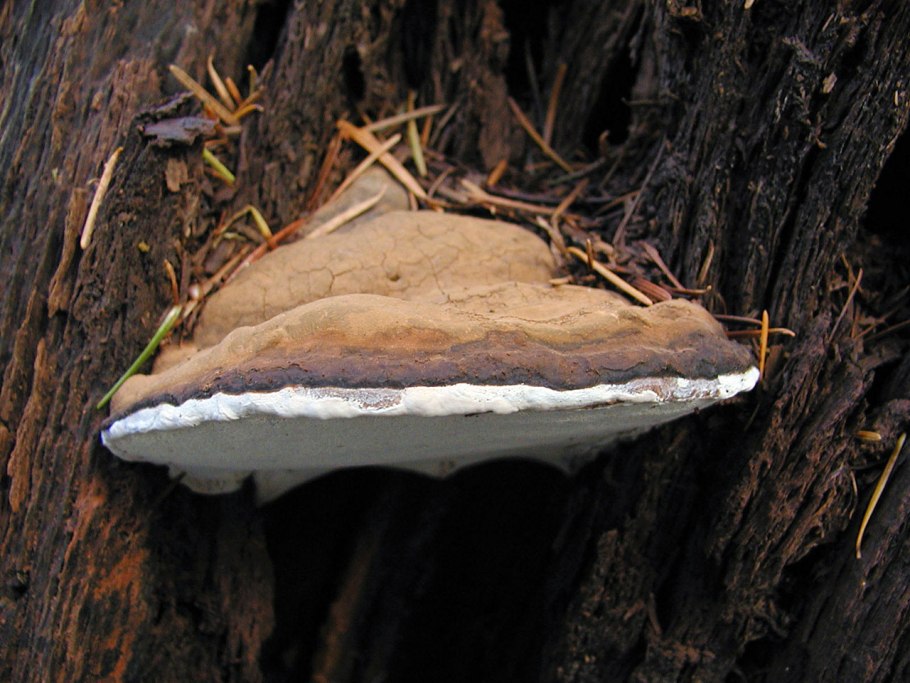 Ganoderma applanatum