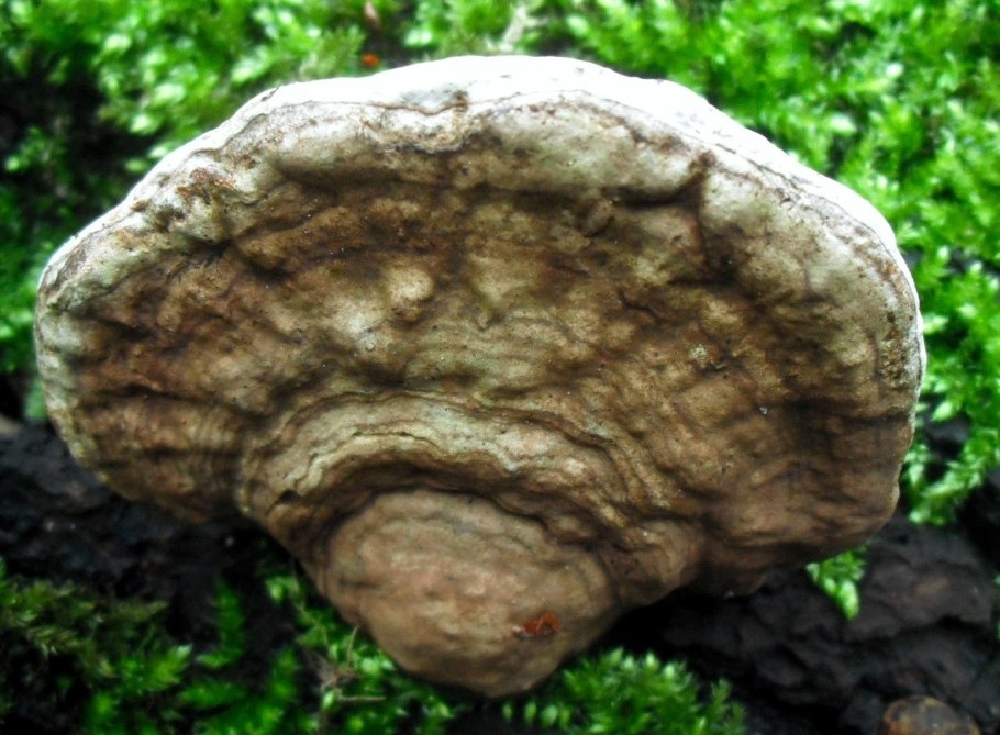 Трутовик Литшауэра