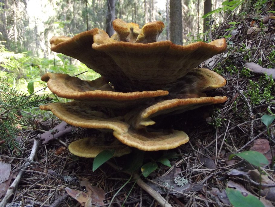 Трутовик войлочный