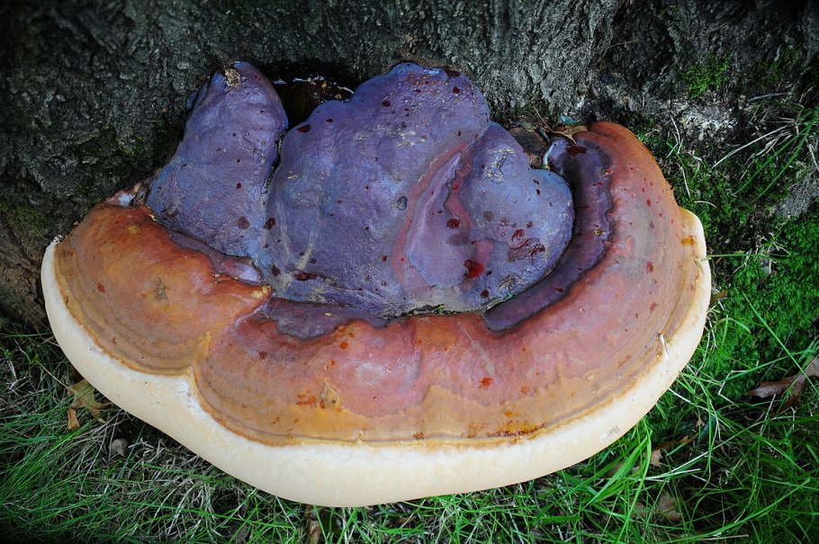 Ganoderma resinaceum - Ганодерма смолистая