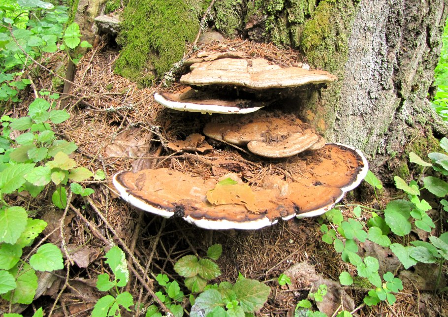 Трутовик плоский лечебные