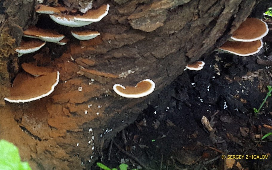 Ежевичный трутовик