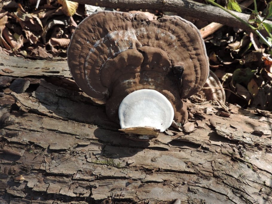 Трутовик плоский Ganoderma applanatum
