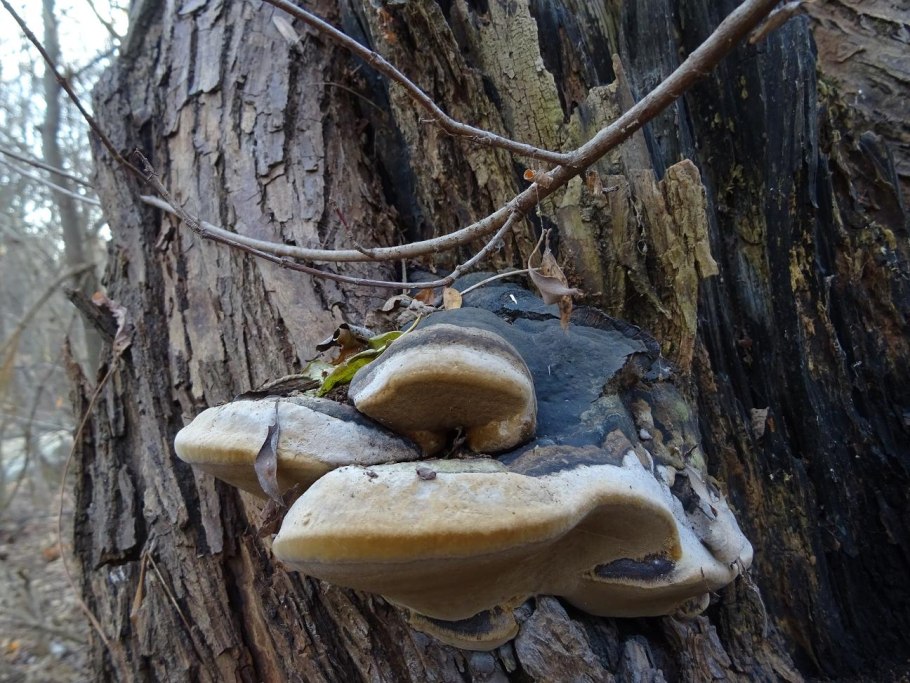 Ложный трутовик березовый