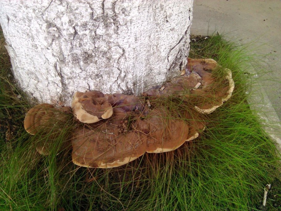 Гриб растет на каштане
