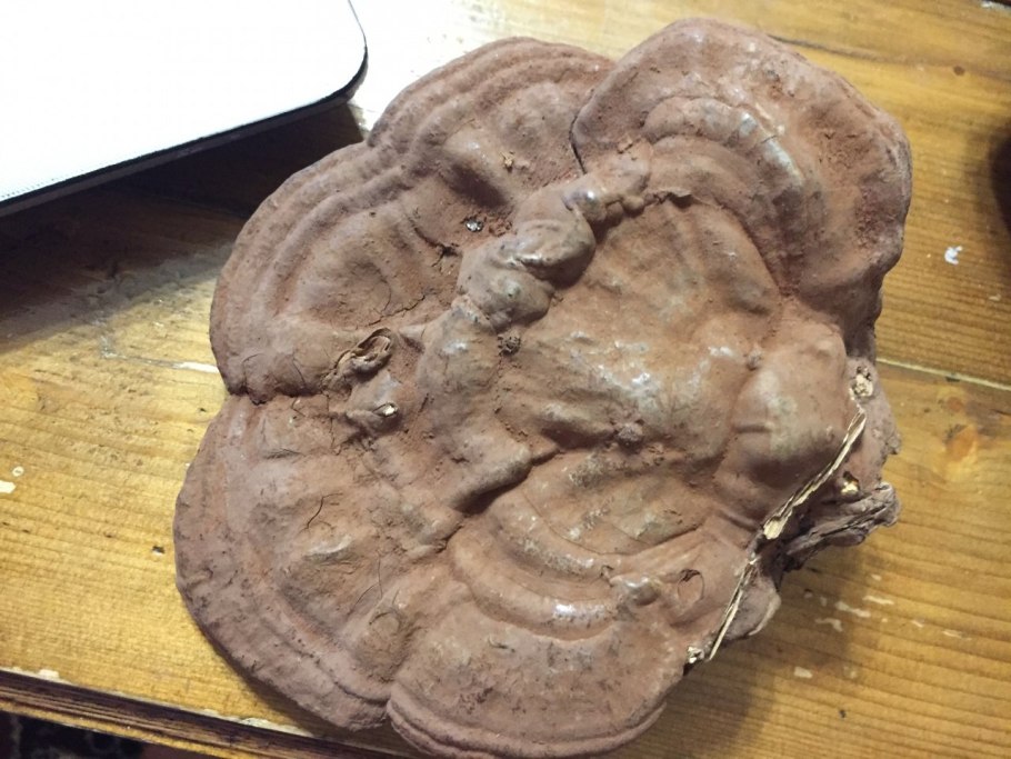 Ганодерма плоская