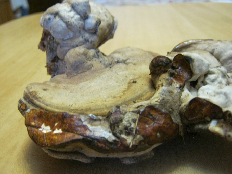 Гриб трутовик в разрезе