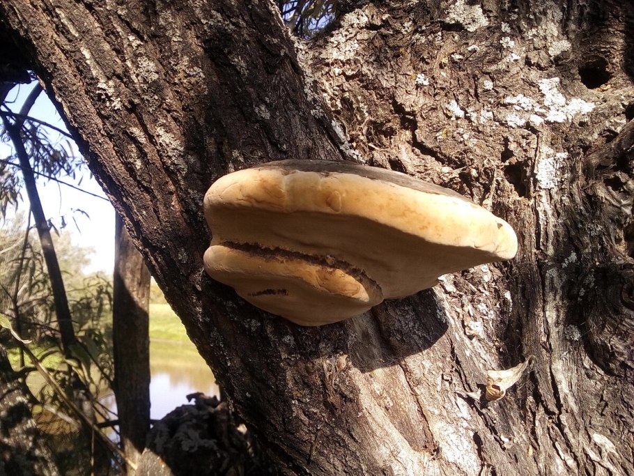 Валежный трутовик