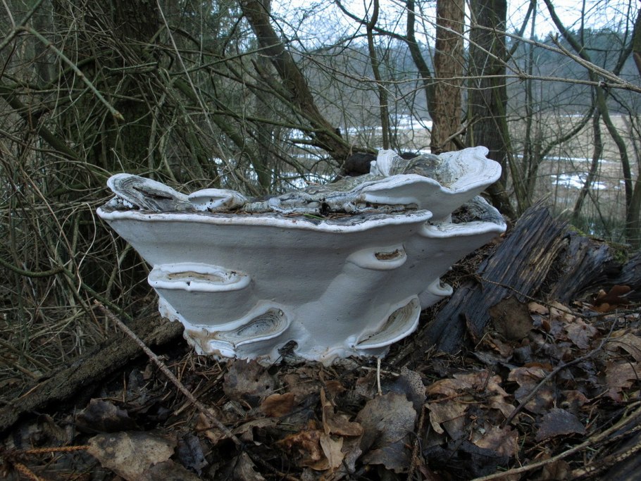 Валежный трутовик