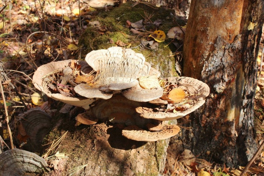 Трутовик печеночный