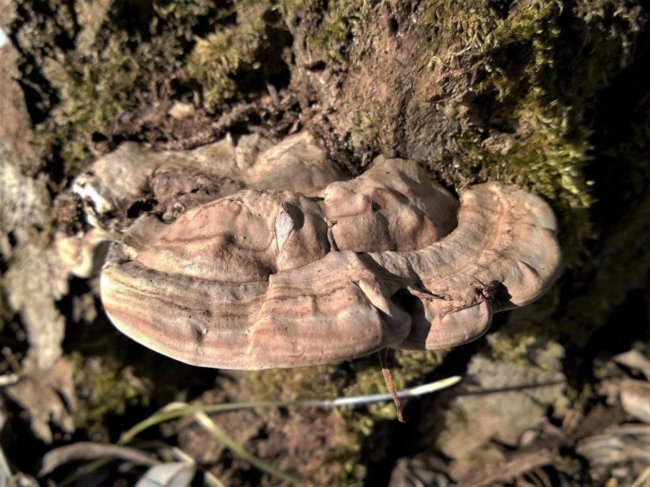 Трутовик пластинчатый гриб
