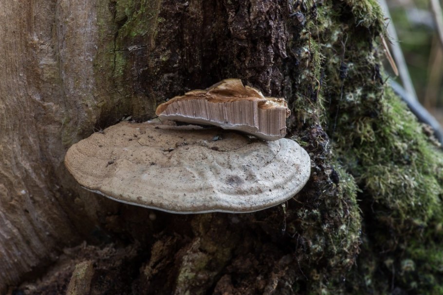 Трутовик плоский Ganoderma applanatum