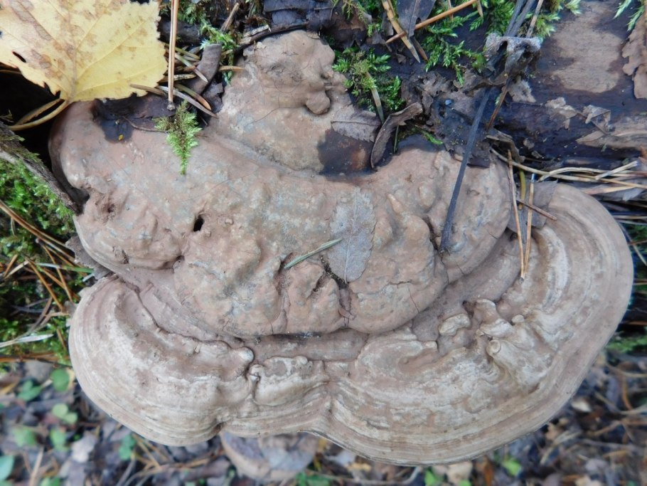 4. Плоский трутовик