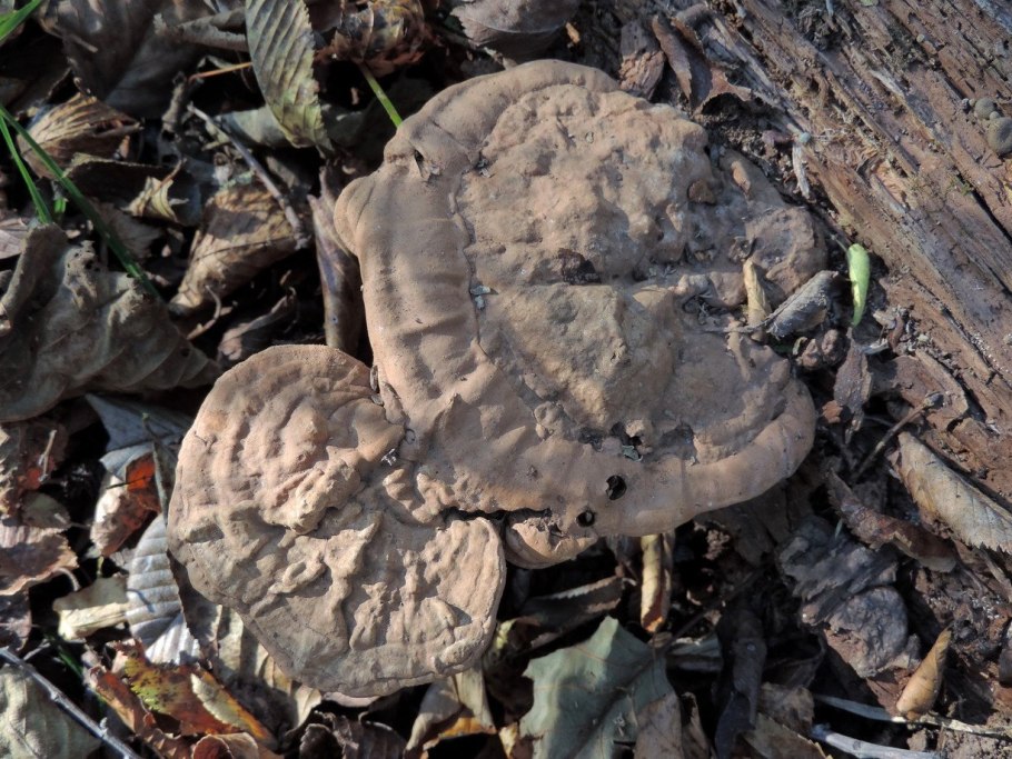 Плоские грибы