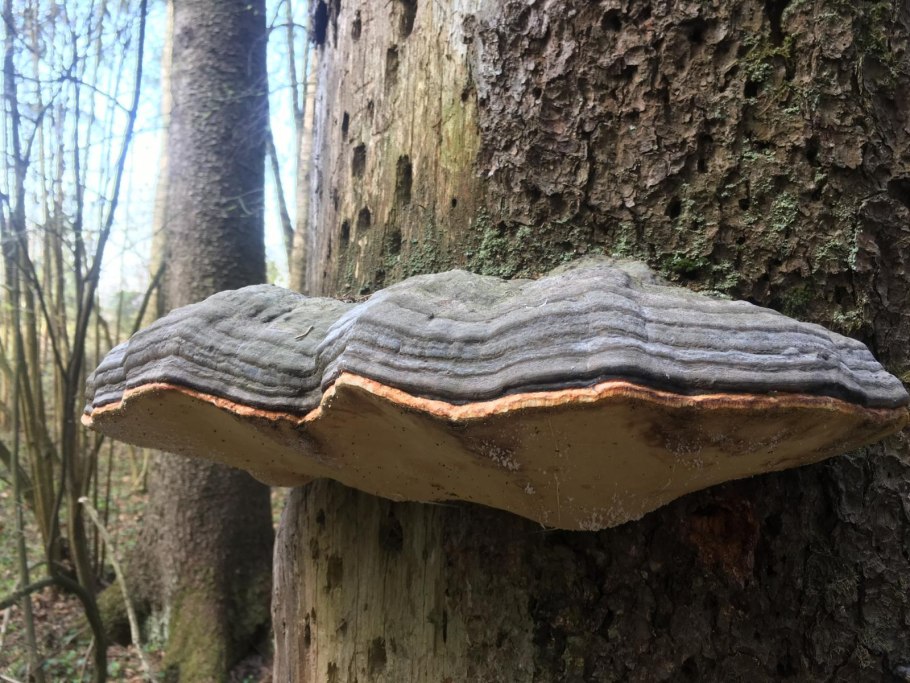 Трудовик обыкновенный