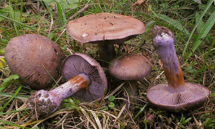 Паутинник багряный Cortinarius PURPURASCENS