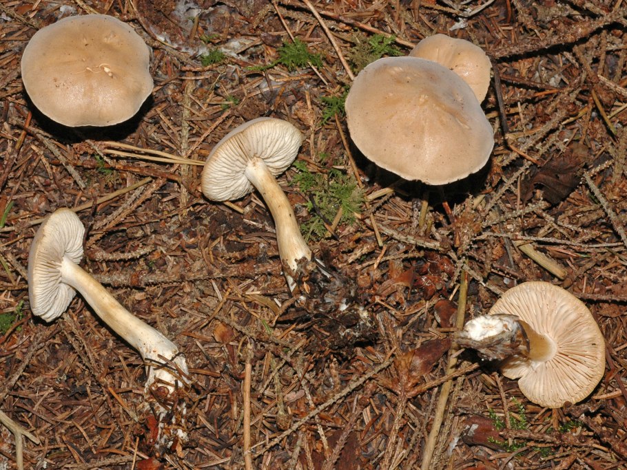 Рядовка Еловая Tricholoma aestuans