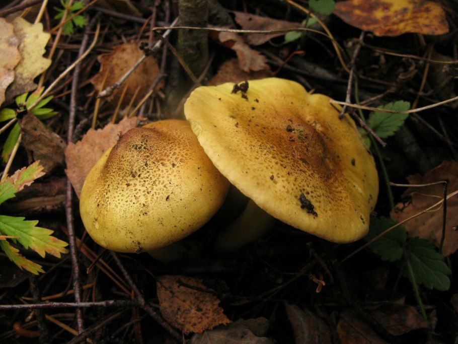 Tricholoma frondosae