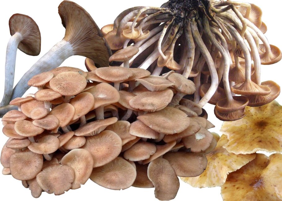 Шампиньоны вёшенки опята