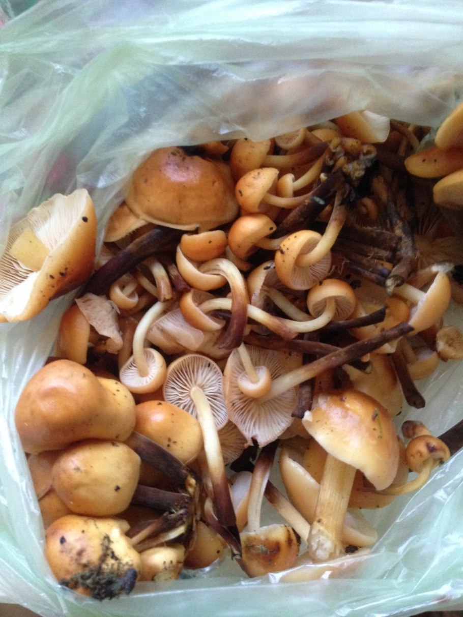 Опёнок осенний