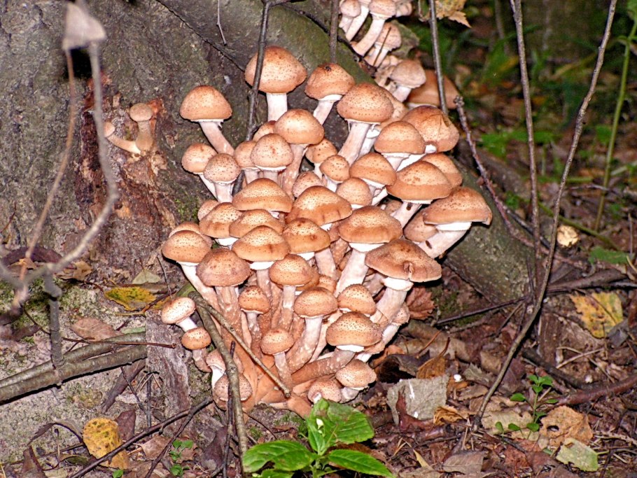 Опята Вязовики