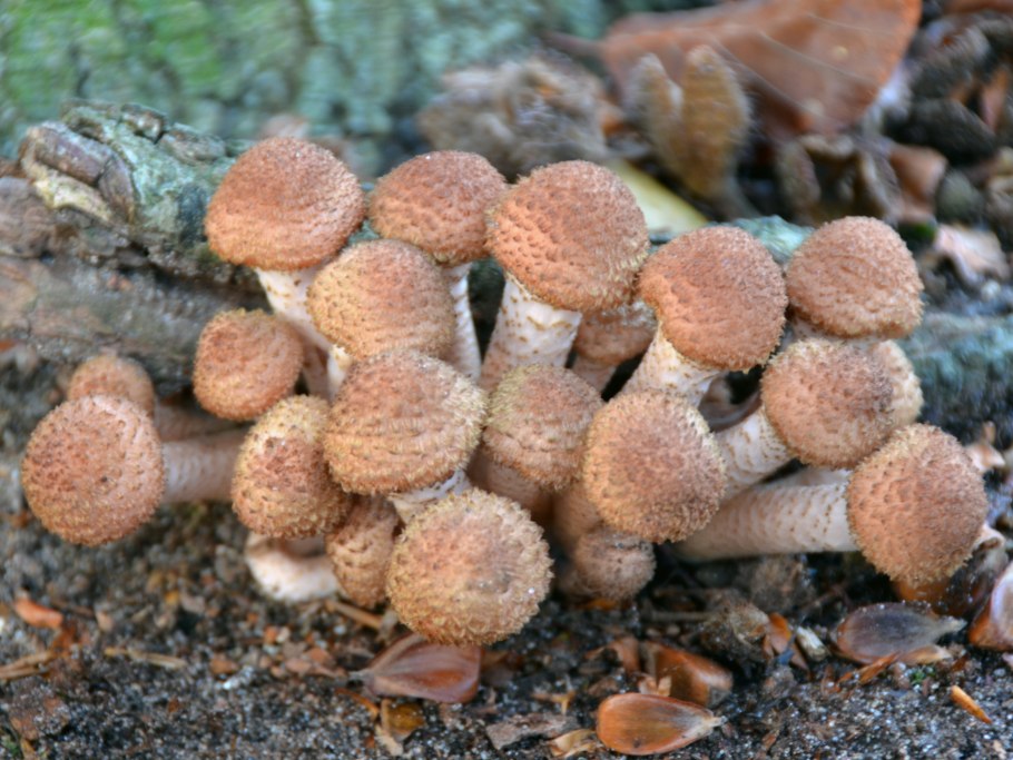 Грибы Кубани в октябре с фото