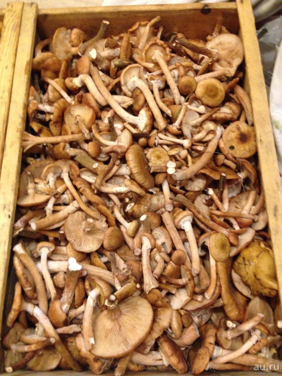 Бланшировать опята