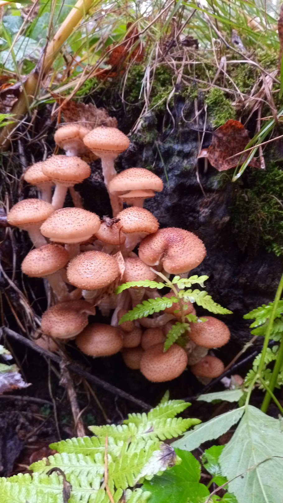 Осенние опята