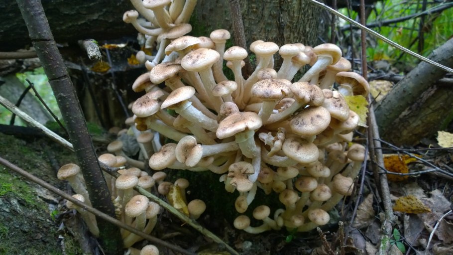 Hypholoma dispersum