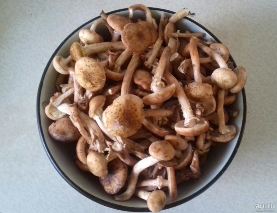 Грибы Ленинградской области опята