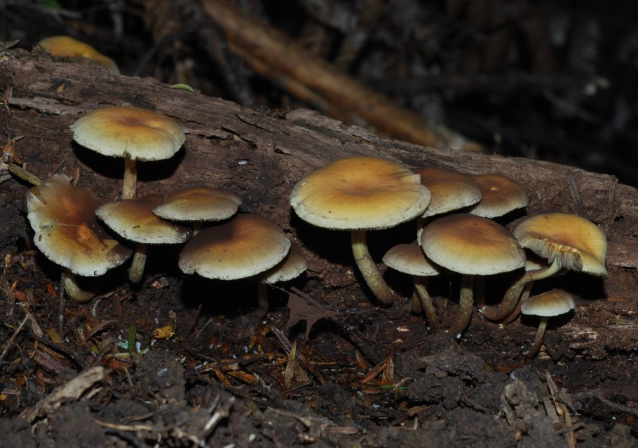 Королевские опята переросшие