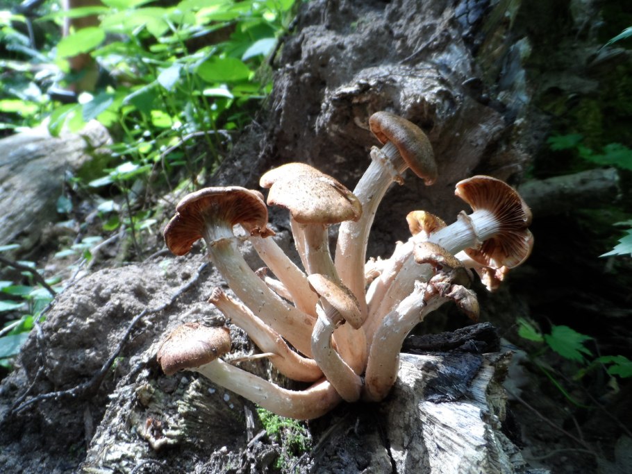 Опята крымские