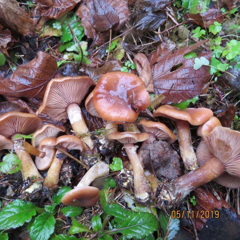 Опёнок осенний толстоногий