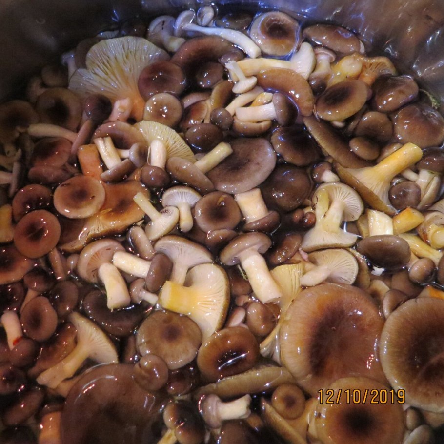 Опёнок осенний гниль