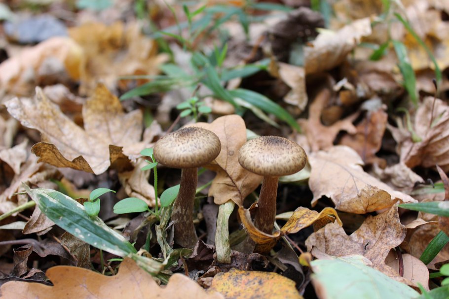 Опята на осине