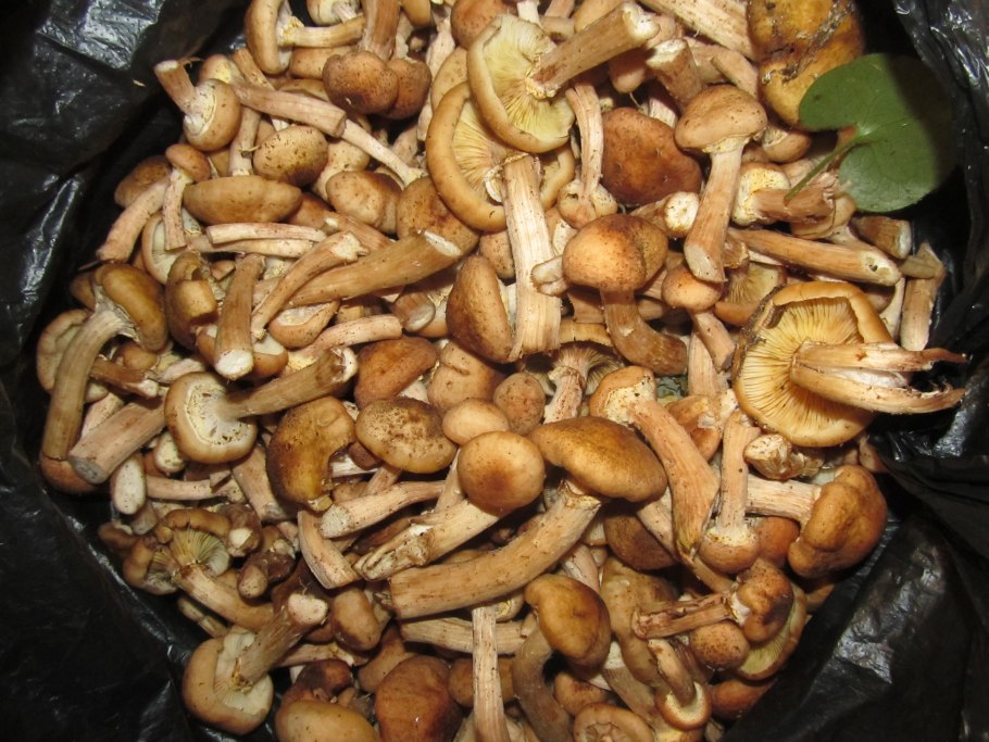 Армиллярия (Armillaria ostoyae)