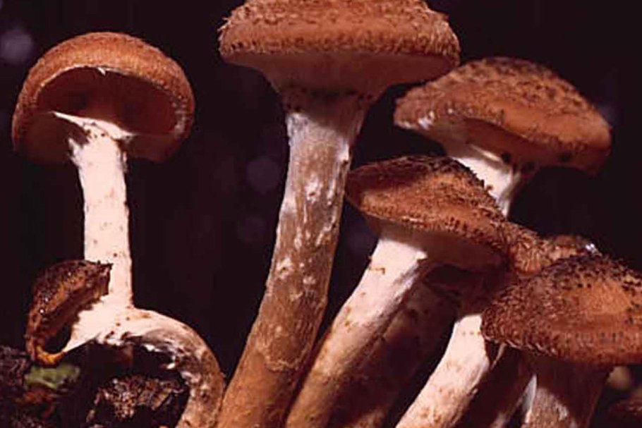Опенок луковицеобразный (Armillaria bulbosa)