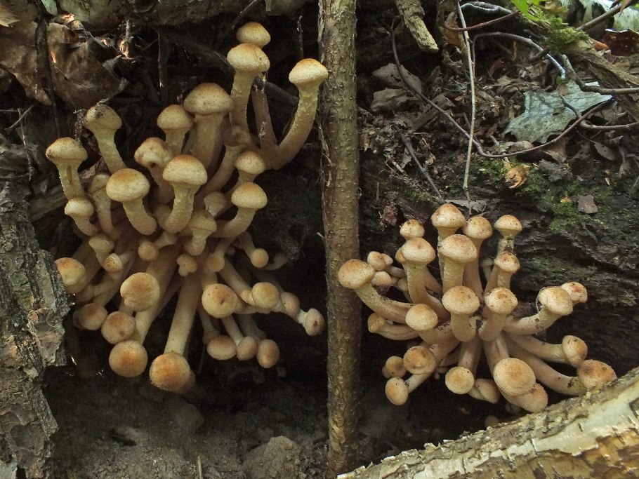 Японские опята