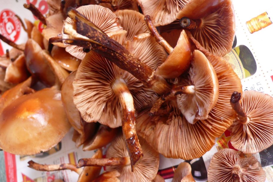 Грибы опята свежие