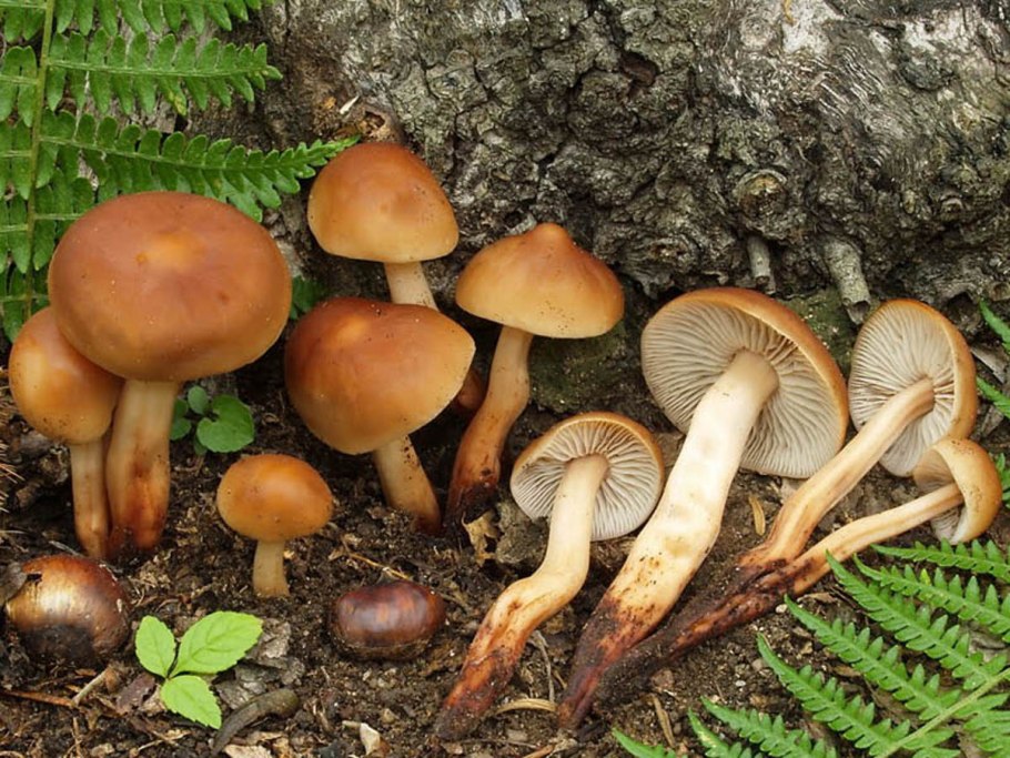 Коллибия веретеноногая Collybia fusipes