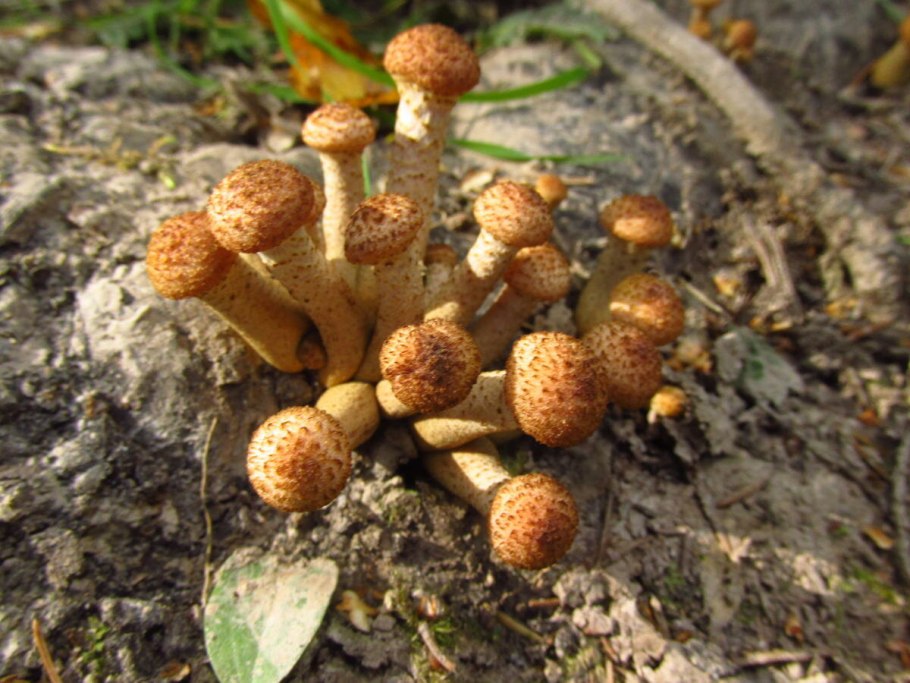 Kuehneromyces vinicolor