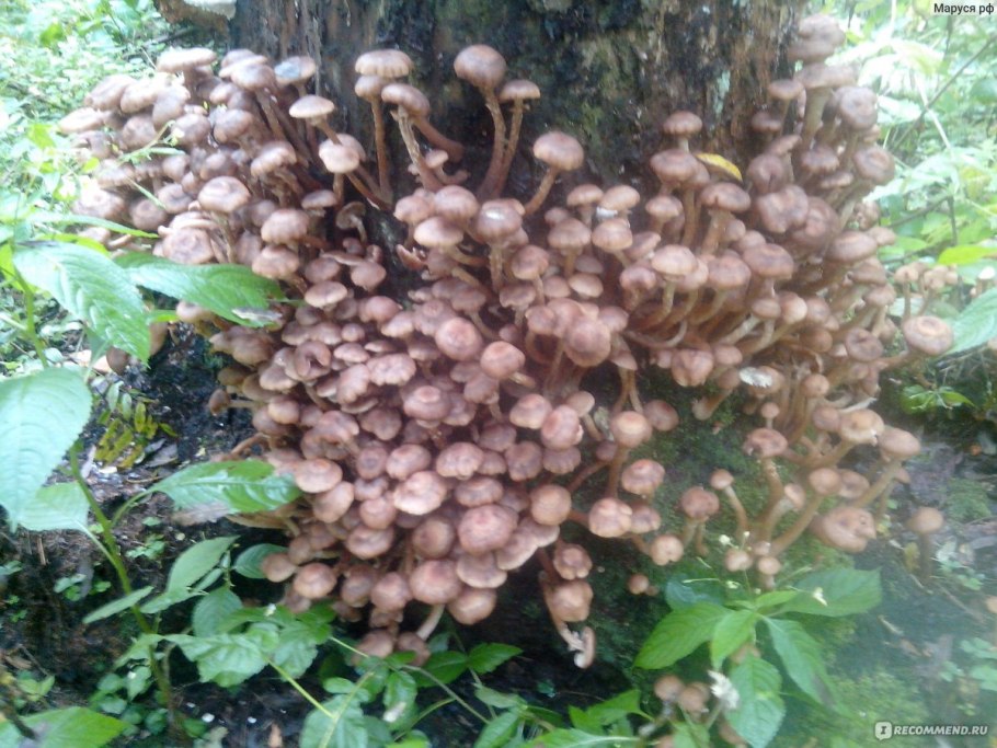 Галлика (Armillaria Gallica)