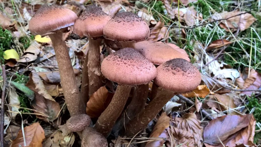 Зимний опенок переросток