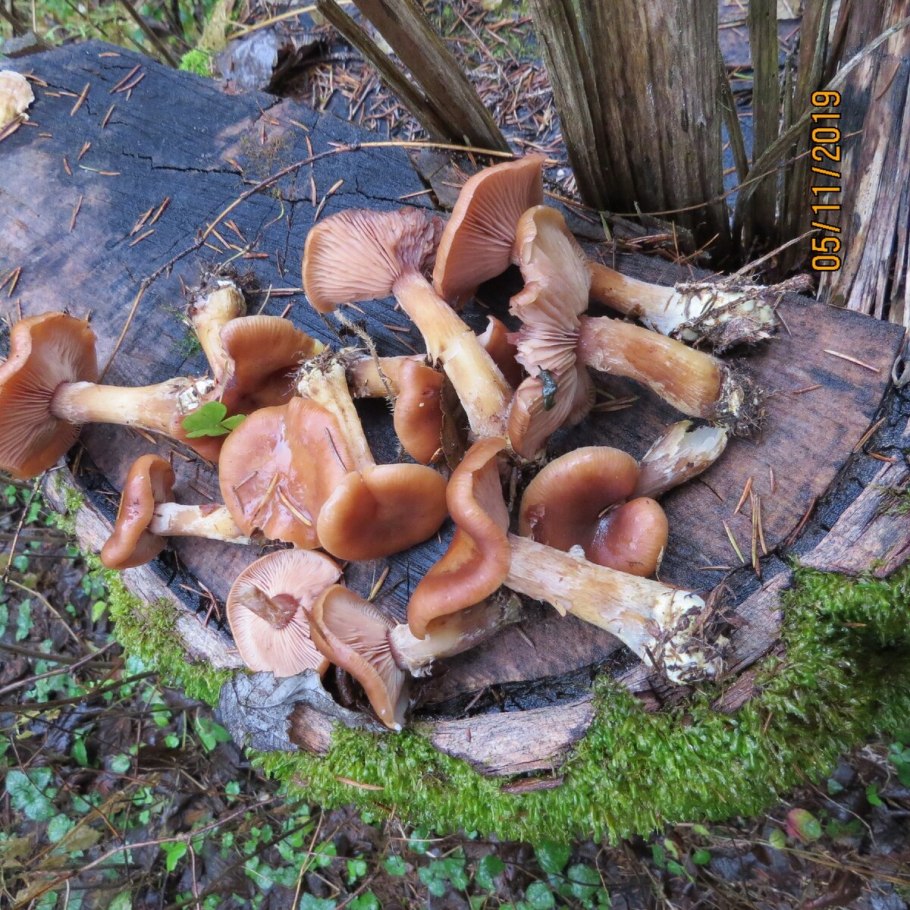 Пеньковые опята темные