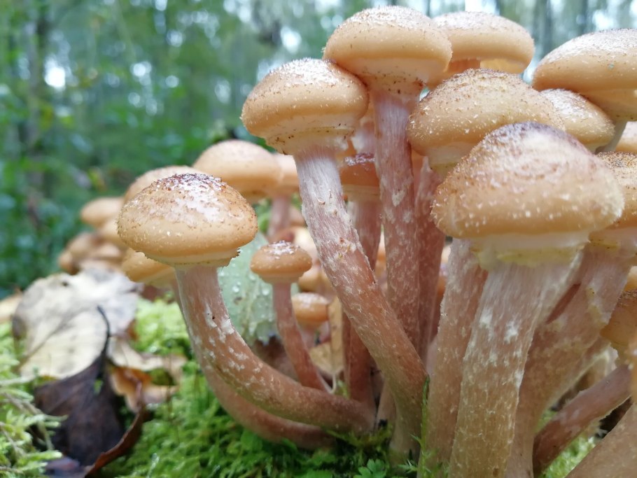 Гриб Armillaria tabescens