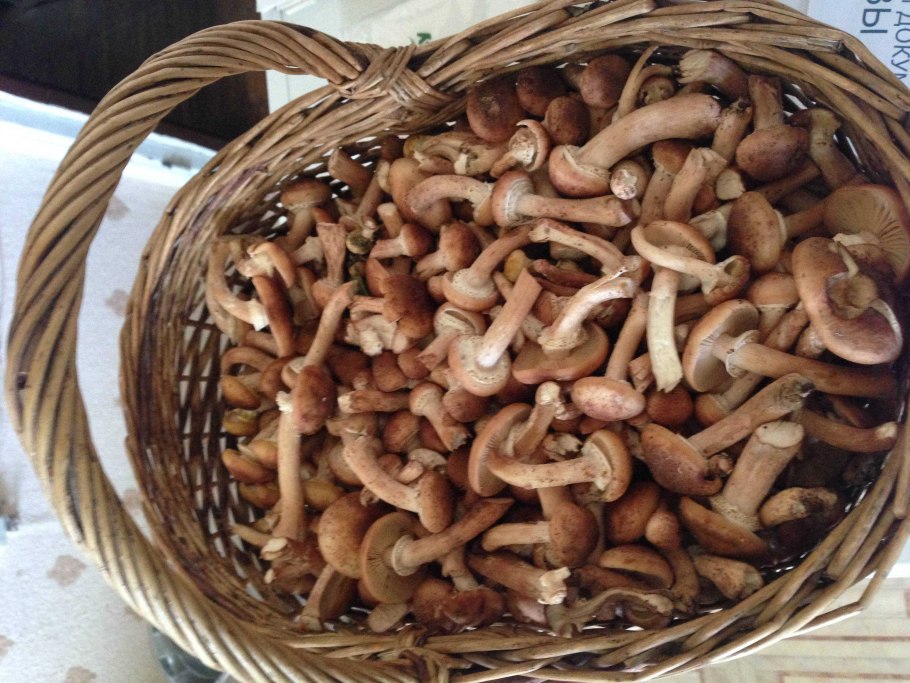 Грибы в Подмосковье 2020 Королевские опята